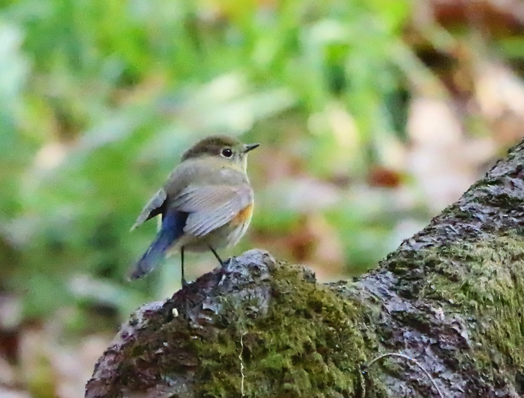 ルリの幼鳥ちゃん、♂、♀か分かりませんが初撮りです。　チョットピン甘ね