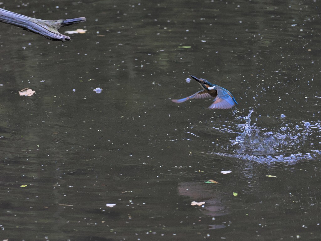 離水Ⅳ
