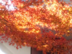 ほのぼのとした光の温もり