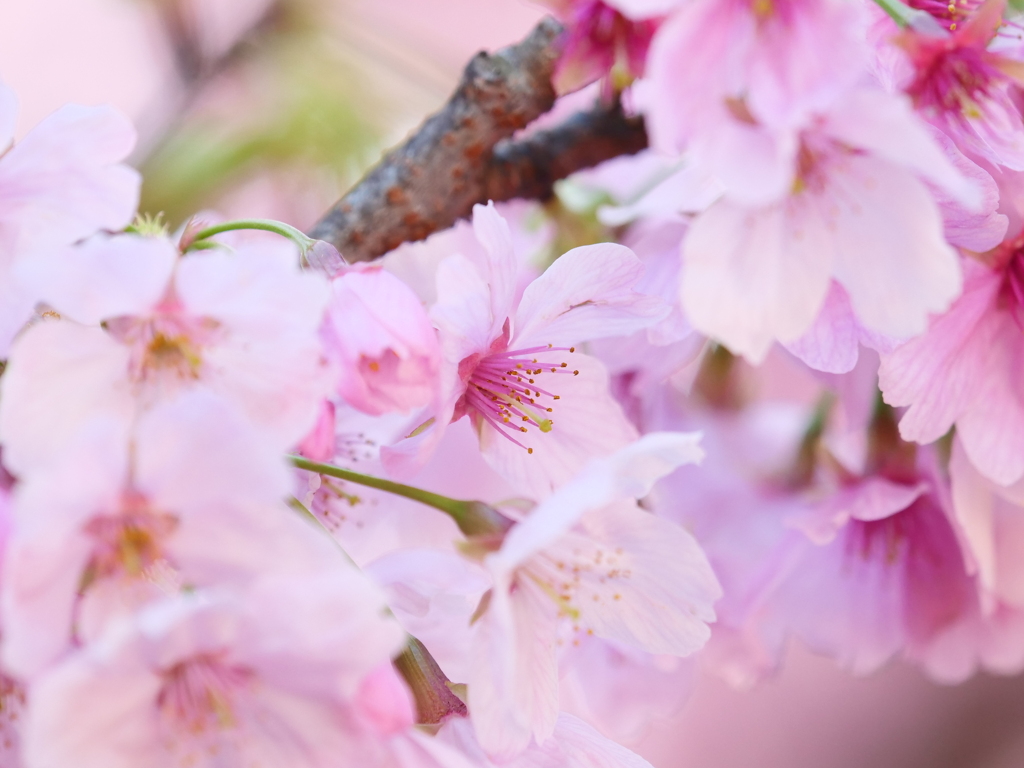 新宿御苑の桜　Ⅲ