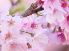 新宿御苑の桜　Ⅲ