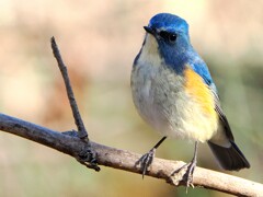 青い子撮れた。（ルリビタキ）