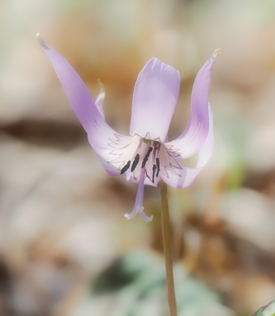 カタクリの花の模様が綺麗