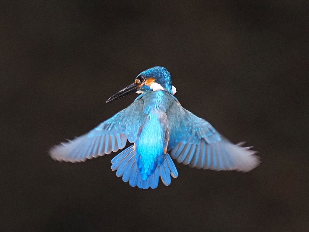 先日のホバ　トリミングⅡ