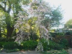 真盛寺 の枝垂れ桜
