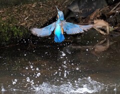離水Ⅱ後