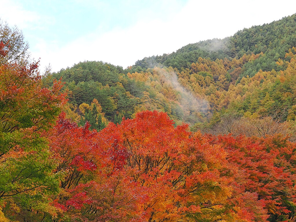 雲登る早朝のもみじ　箕輪もみじ湖