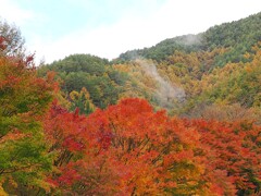 雲登る早朝のもみじ　箕輪もみじ湖