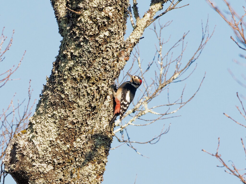アカゲラさんにも会った。　高遠城址公園付近朝の散歩より