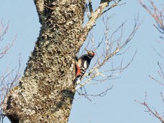 アカゲラさんにも会った。　高遠城址公園付近朝の散歩より