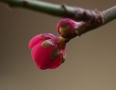 自宅の小梅さんが花開く
