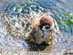 雀ちゃんの水浴び　パチャパチャ ♪  ④