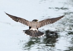 ムクドリの飛翔　Ⅲ