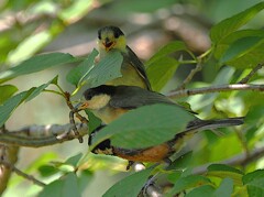 ヤマガラ家族　パパと幼鳥