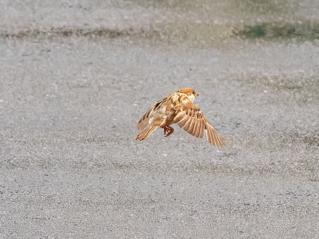 僕だって飛べるもん (^^♪