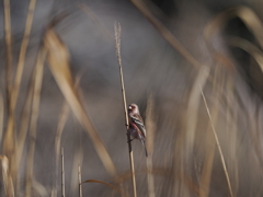 やっと撮れたベニマシコ君　拡大して見てね。