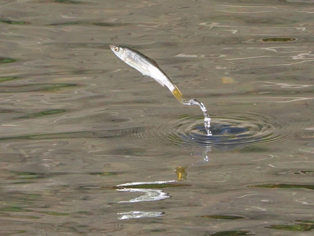 お魚さんがぴょーん