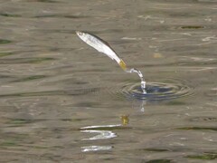 お魚さんがぴょーん