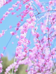 枝垂れ紅梅Ⅳ　（大倉山梅林）