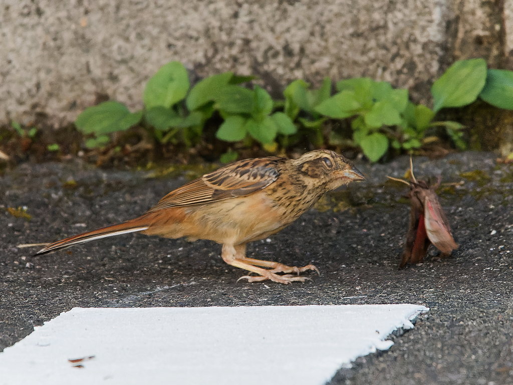 伊香保温泉　ホオジロ幼鳥の怒り顔