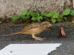 伊香保温泉　ホオジロ幼鳥の怒り顔