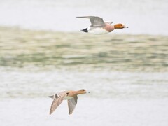 ヒドリガモ夫婦の飛翔