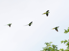 ワカケホンセイインコが群れで飛翔する