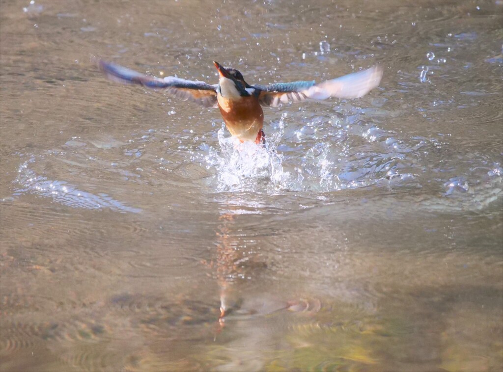 水浴び離水　トリミング