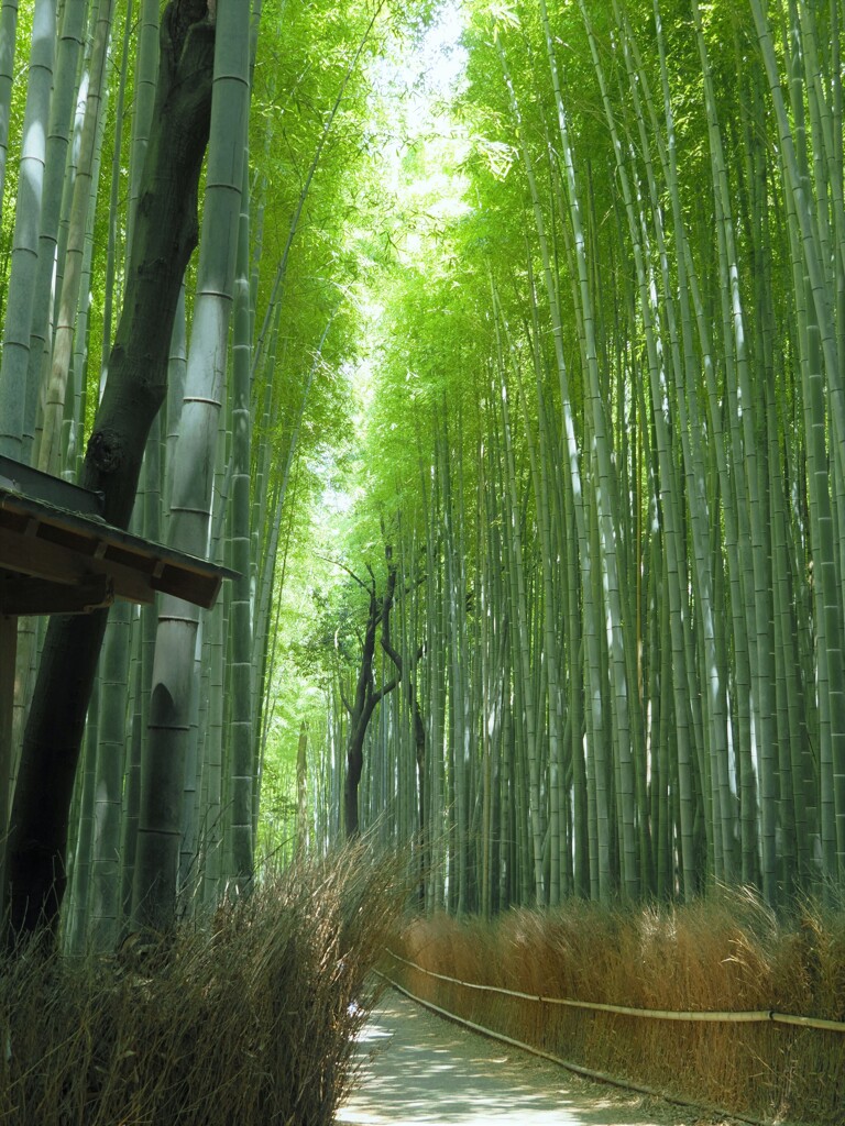嵐山の竹林　Ⅲ