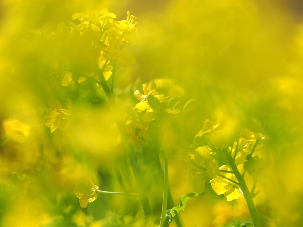 春を演出する菜の花　
