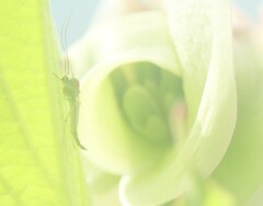 ハナミズキと小さな命