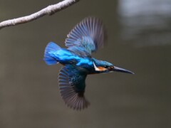 ねじれカワちゃんの飛び出し　ファイブ