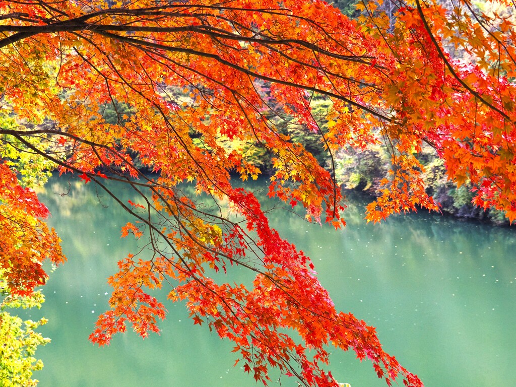 もみじ湖と紅葉　伊那のオフ会にて