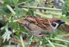 パナとオリどちらが綺麗な写りをするレンズなんだろう？