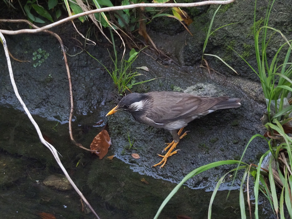 チェッ！ここは野鳥が少ないから挨拶したのに～( ﾉД`)ｼｸｼｸ…