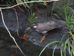 チェッ！ここは野鳥が少ないから挨拶したのに～( ﾉД`)ｼｸｼｸ…