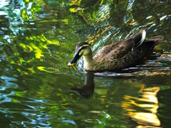 石神井公園のスイスイ泳ぐ鴨