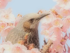 河津桜にヒヨドリさん