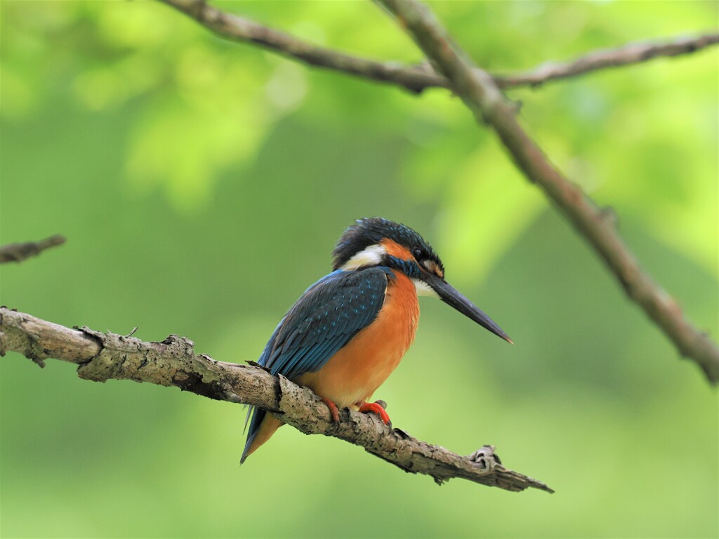 新緑のカワセミⅠ