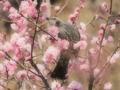 紅梅とヒヨドリさん