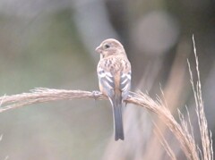 枝被りのベニマシコ♀