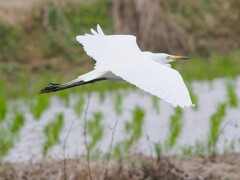 チュウサギ　でももしかしたらアマサギさんかも？