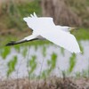 チュウサギ　でももしかしたらアマサギさんかも？