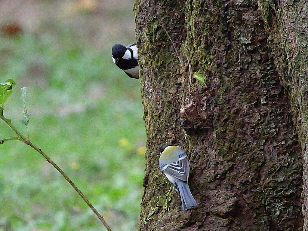 ①　シジュウカラちゃんの隠れんぼ　もういいかい？　(上)もういいよ！