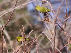 エナガ夫婦　④もう少し