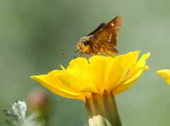 まだまだ吸うぞ美味しい蜜　セセリより♫