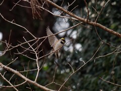 ミヤマホウジロ君の飛翔　Ⅰ