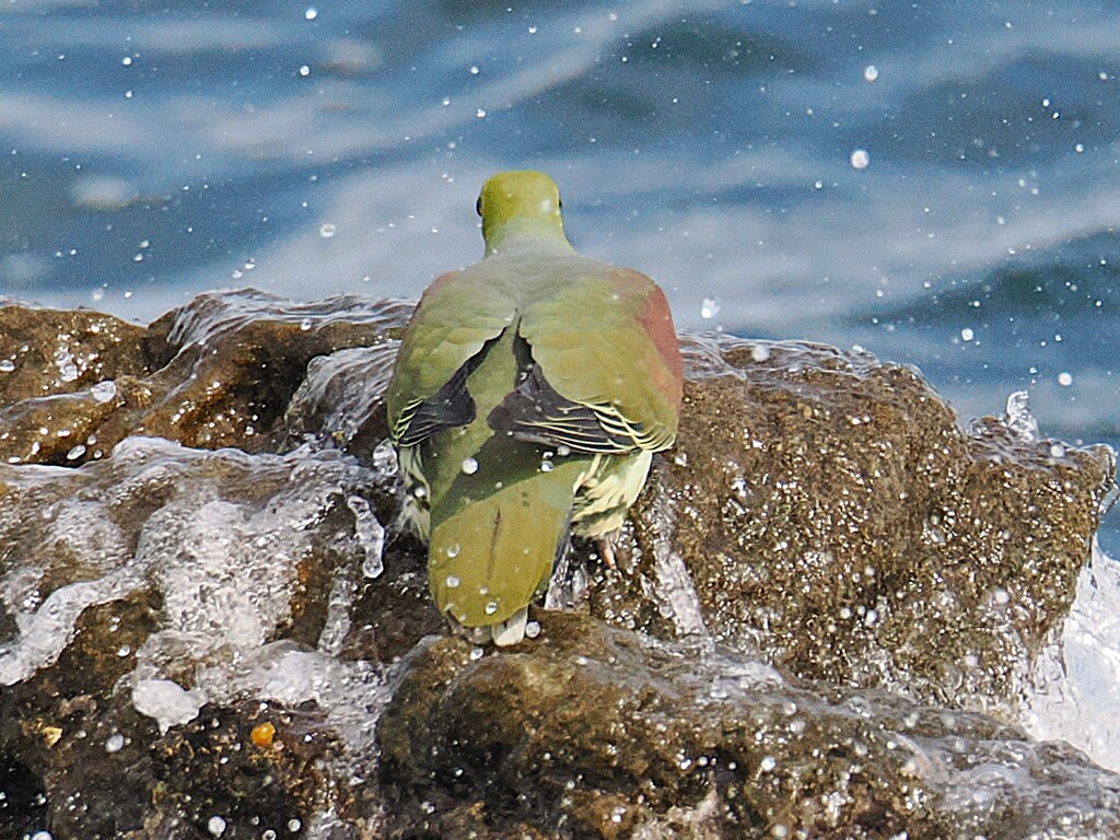 波を被っても動じない いそべぇ（アオバト）