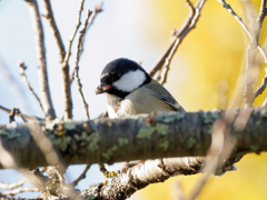 子彼岸桜の新芽を食べるシジュウカラさん。　高遠城址公園