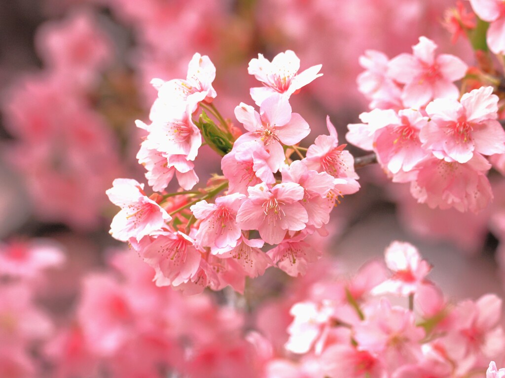 一足早く春のおとづれ　　桜